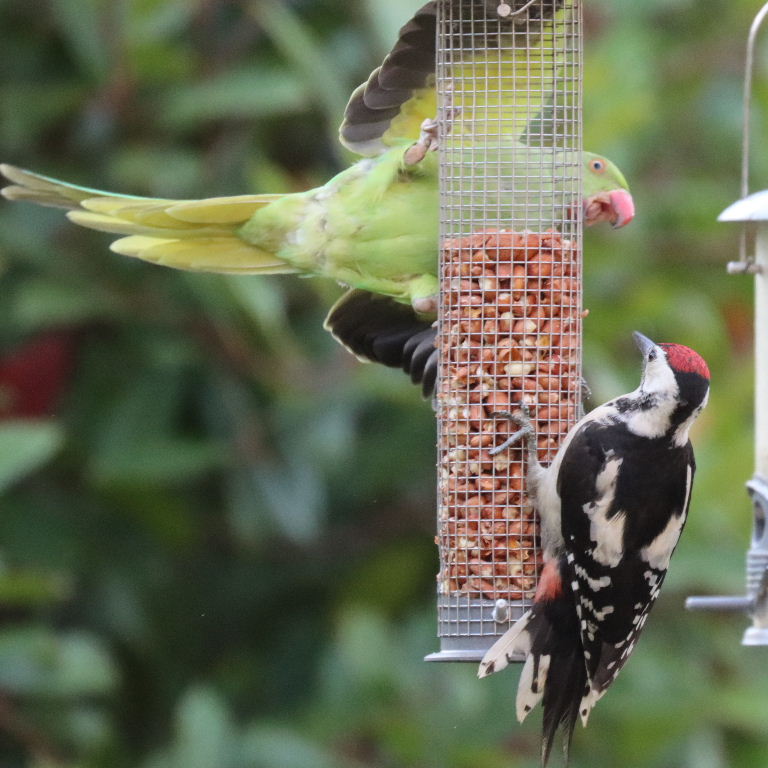 Great Spotted Woodpecker with Parakeet