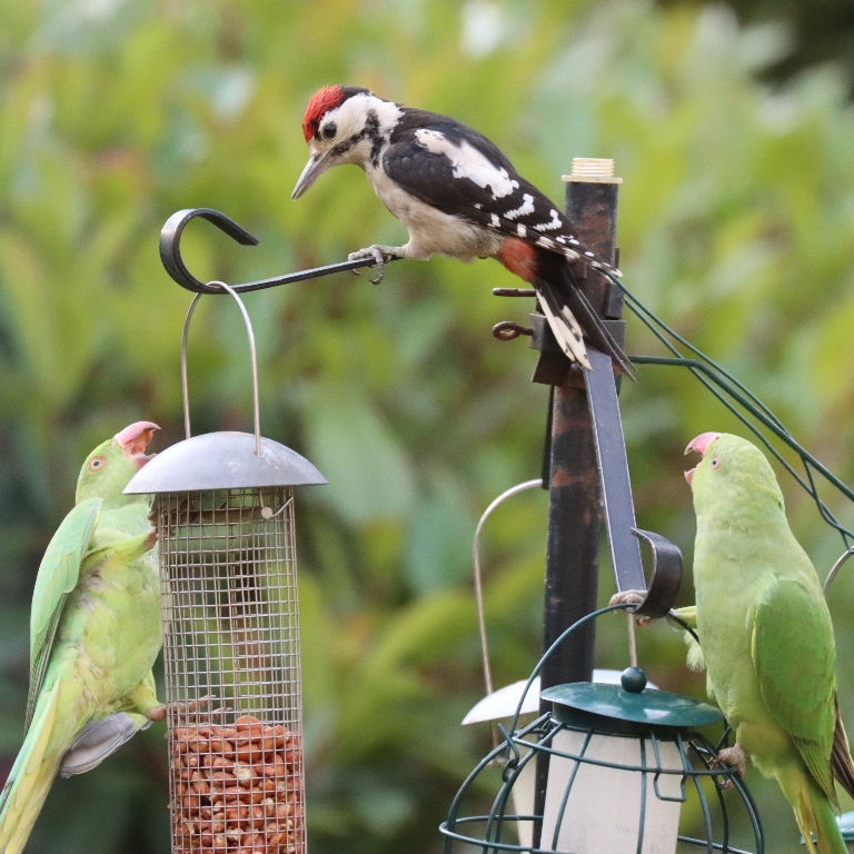 Great Spotted Woodpecker with Parakeet