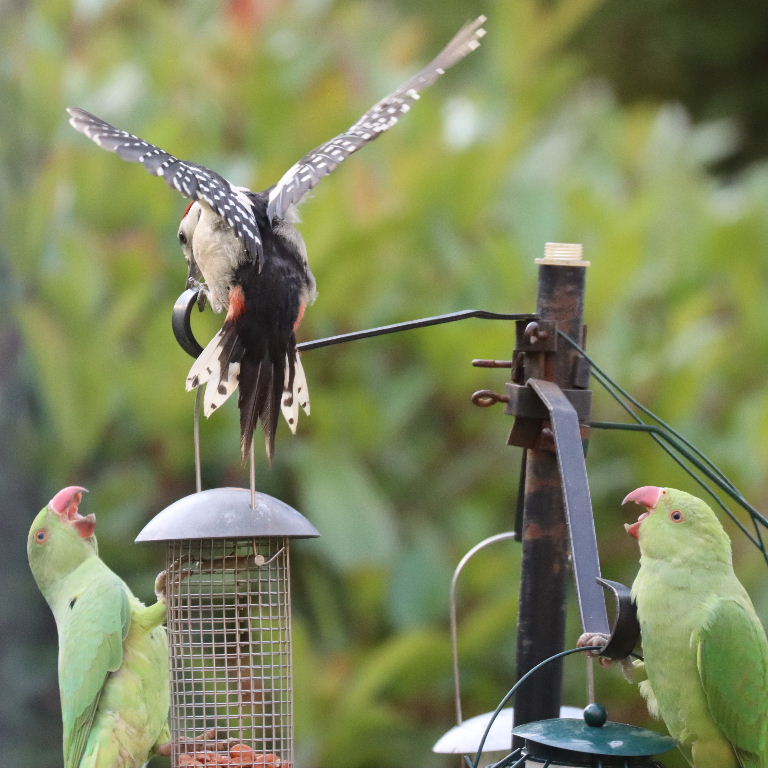 Great Spotted Woodpecker with Parakeet