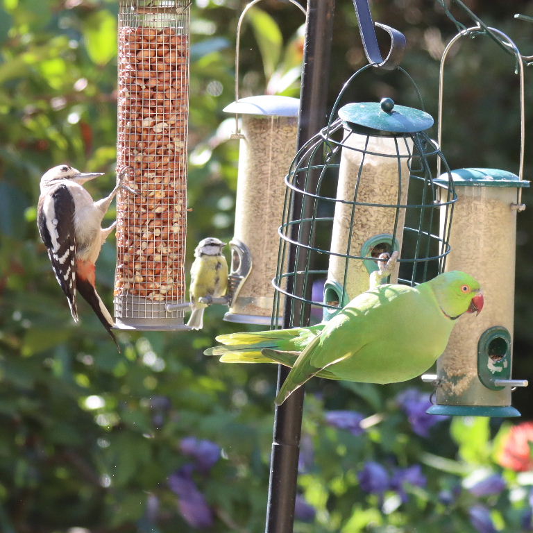 Great Spotted Woodpecker with Parakeet