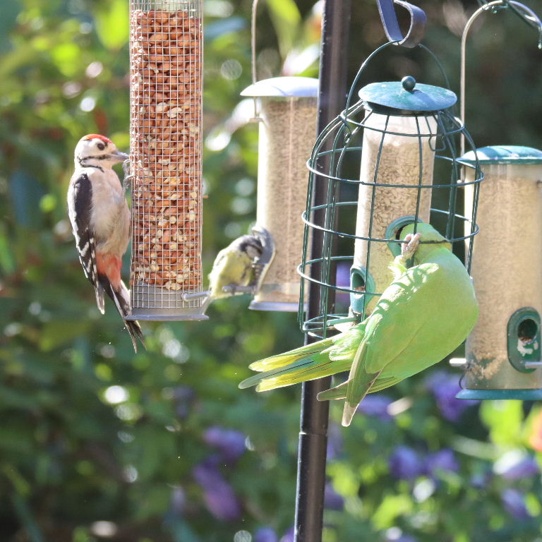 Great Spotted Woodpecker with Parakeet