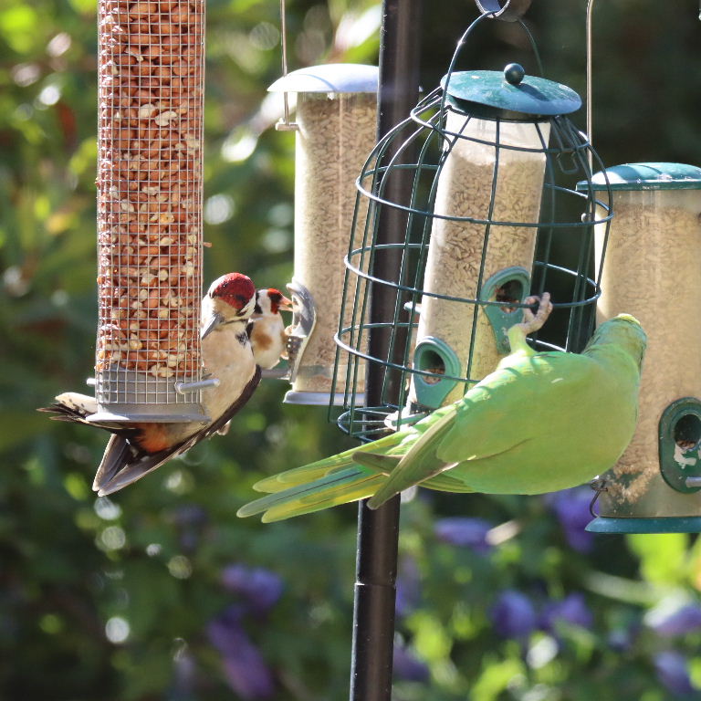 Great Spotted Woodpecker with Parakeet