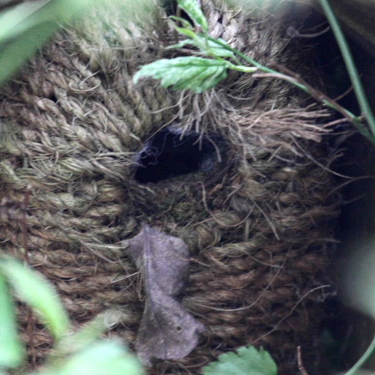 Wren's nest