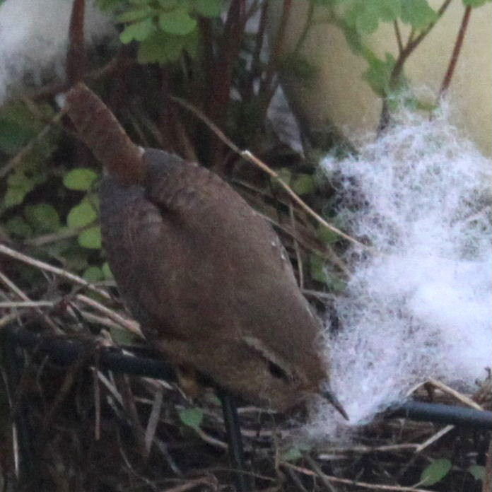 Wren