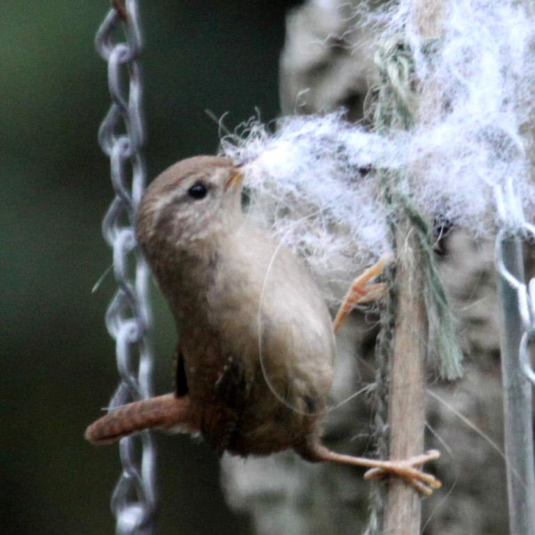 Wren