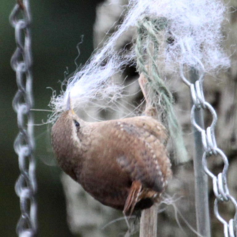 Wren