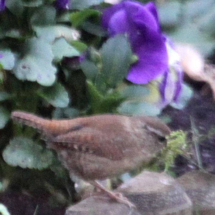 Wren