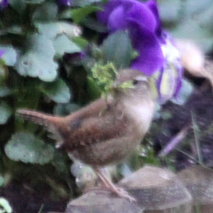 Wren