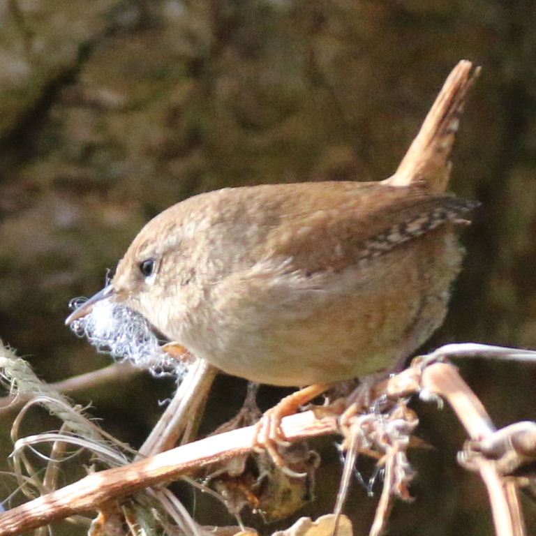 Wren