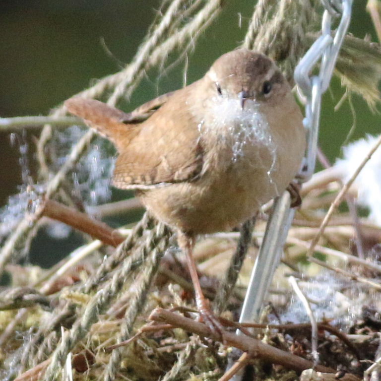 Wren