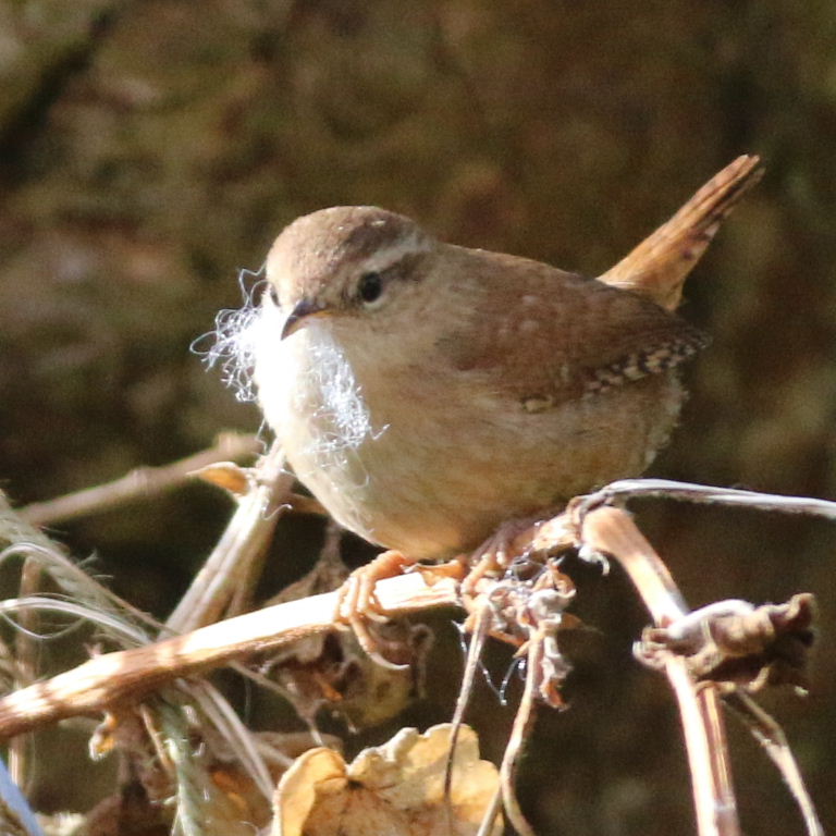 Wren