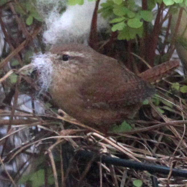Wren
