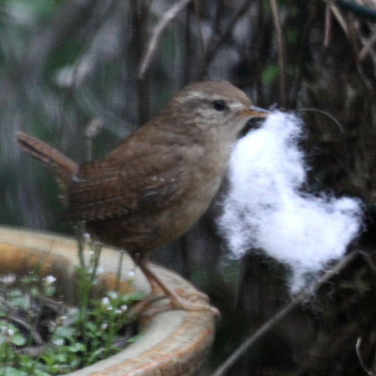 Wren