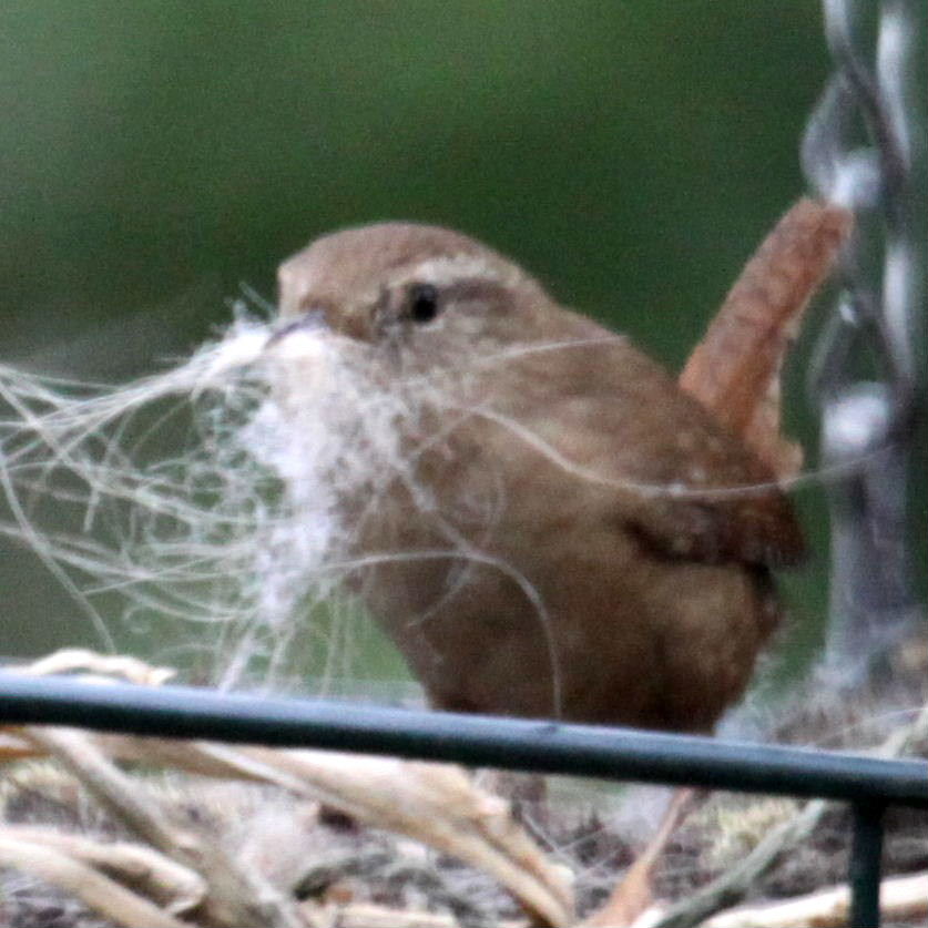 Wren