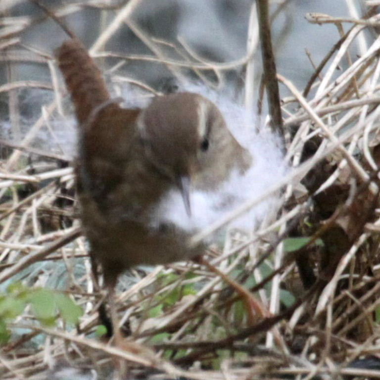 Wren