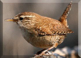 main wren page