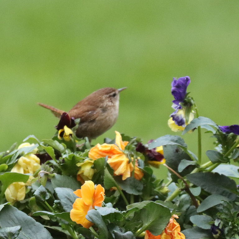 Wren with pansies