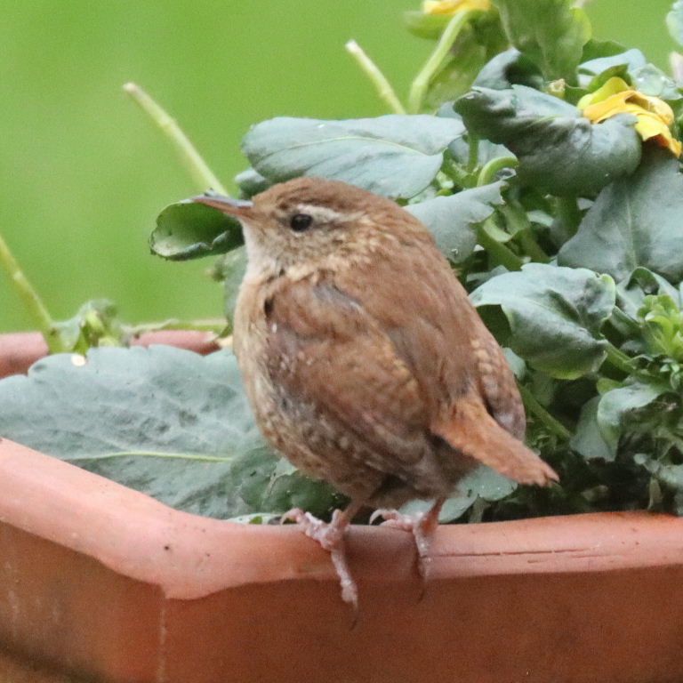 Wren