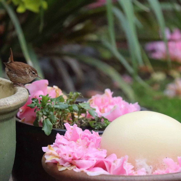 Wren with ostrich egg