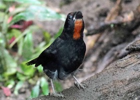 Lesser Antillean Bullfinch (tanager)