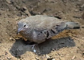 Common/Passerine Dove