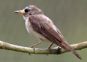 Brown-breasted Flycatcher