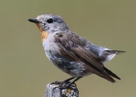Red-throated/Taiga Flycatcher