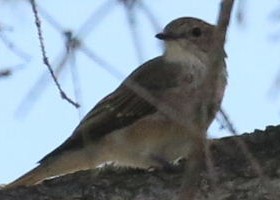Red-throated/Taiga Flycatcher