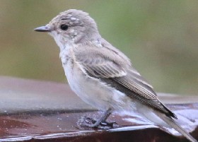 Red-throated/Taiga Flycatcher