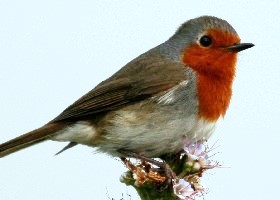 Tenerife Robin