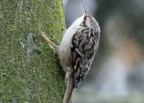 Short-toed Treecreeper