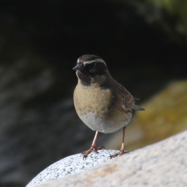 Black-throated Accentor