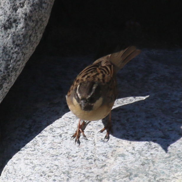 Black-throated Accentor