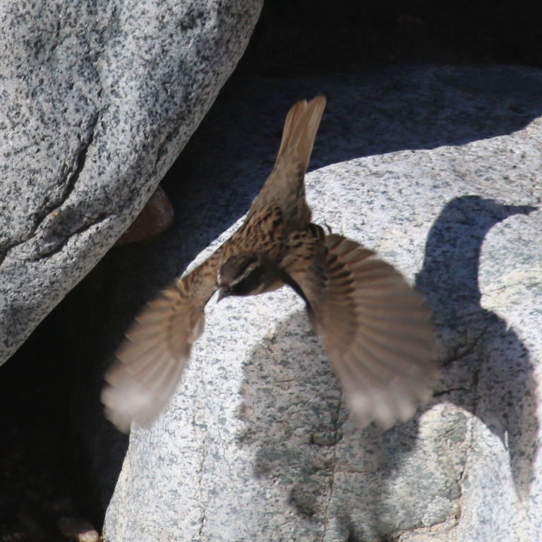 Black-throated Accentor