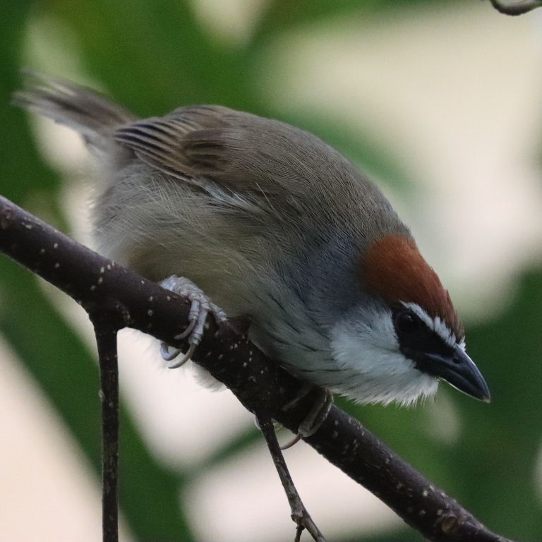 Chestnut-capped Babbler