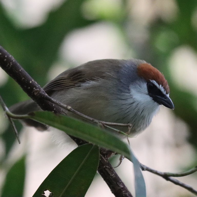 Chestnut-capped Babbler