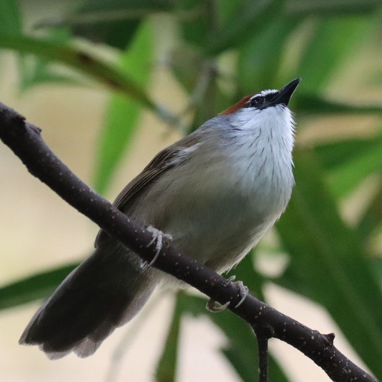 Chestnut-capped Babbler