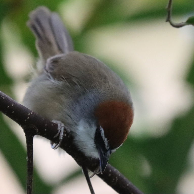Chestnut-capped Babbler