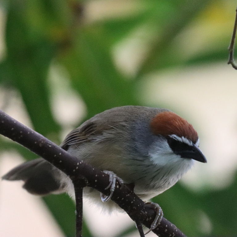 Chestnut-capped Babbler