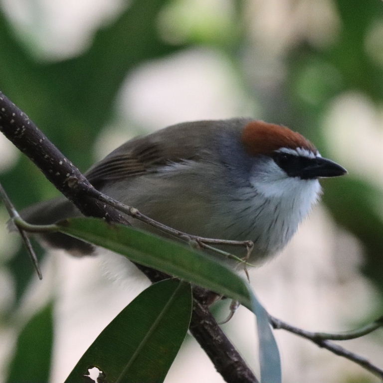 Chestnut-capped Babbler