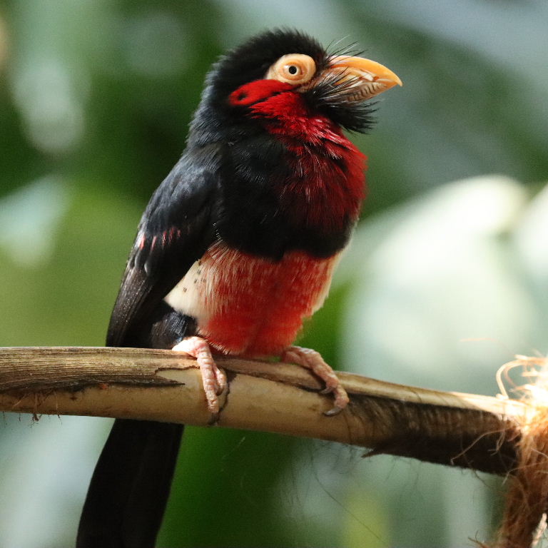 Bearded Barbet