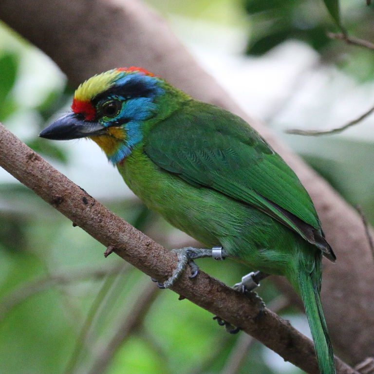 Black-browed Barbet