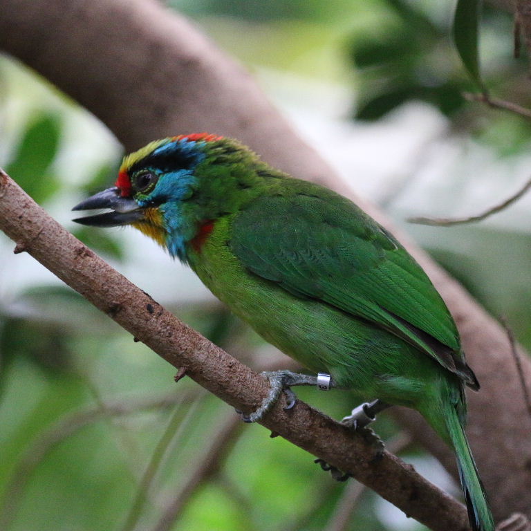 Black-browed Barbet