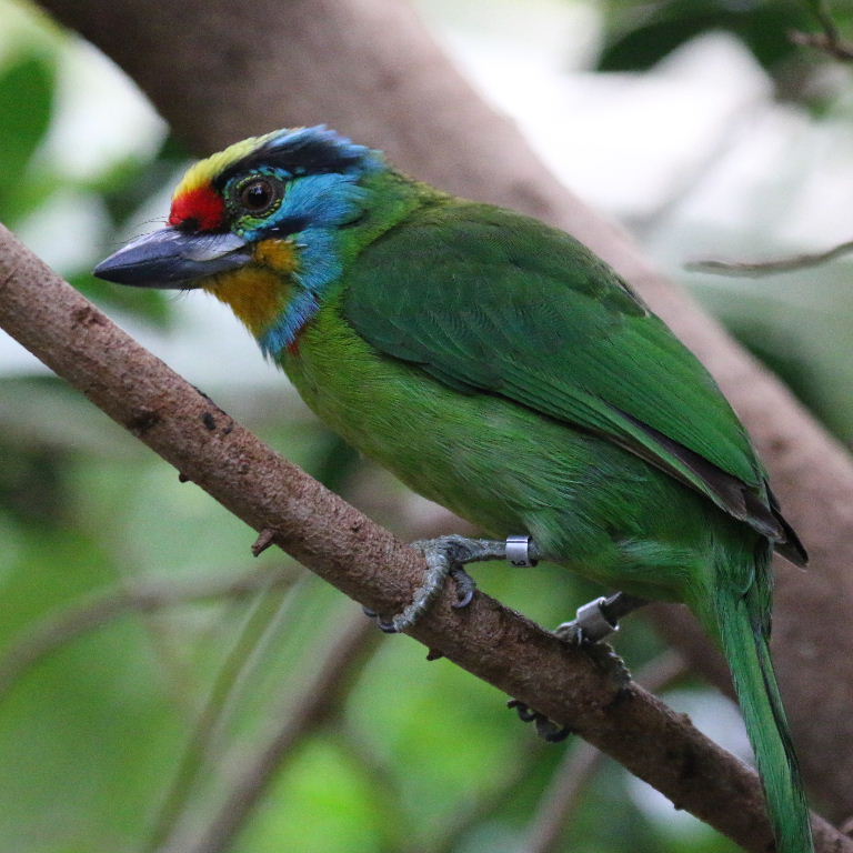 Black-browed Barbet