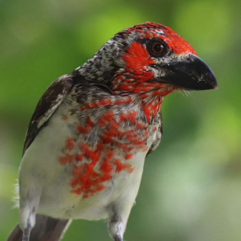 Viellot's Barbet