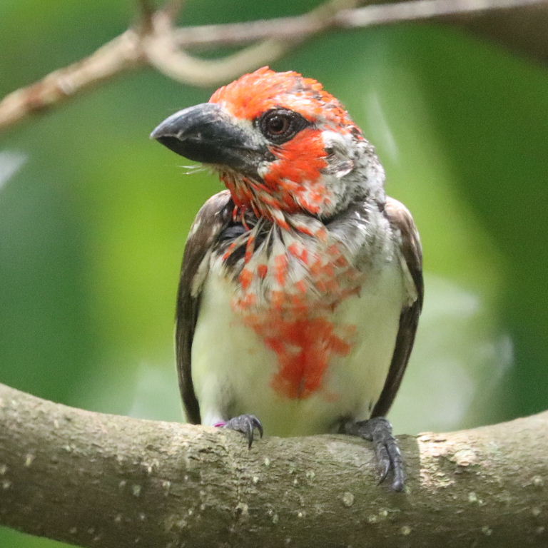 Viellot's Barbet