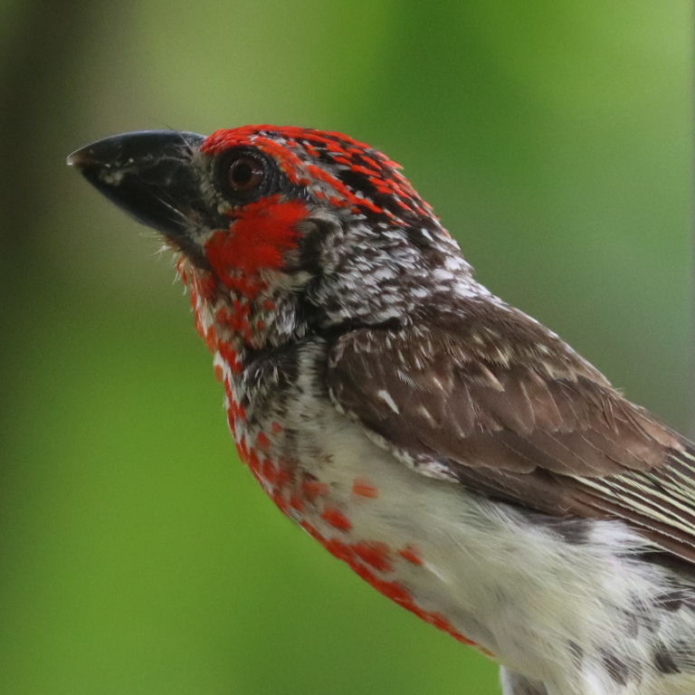 Viellot's Barbet