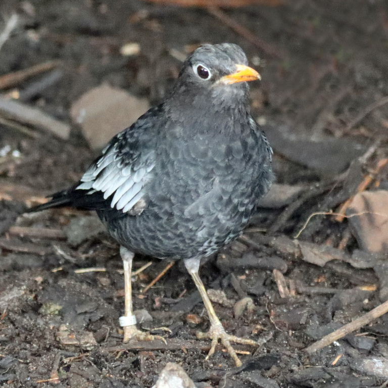 Grey-winged Blackbird