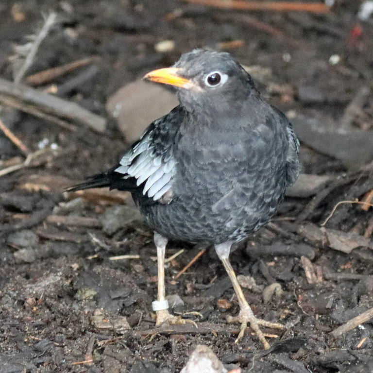 Grey-winged Blackbird