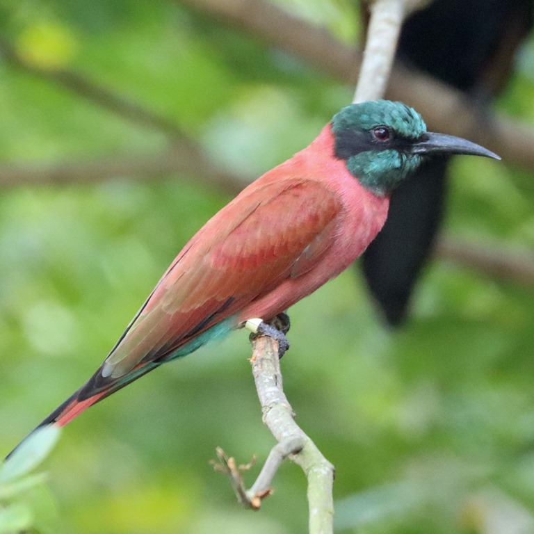 Carmine Bee-eater